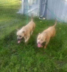 Lost Female Dog last seen Ok street Joshua texas, Joshua, TX 76058