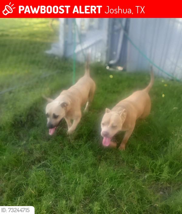 Lost Female Dog last seen Ok street Joshua texas, Joshua, TX 76058