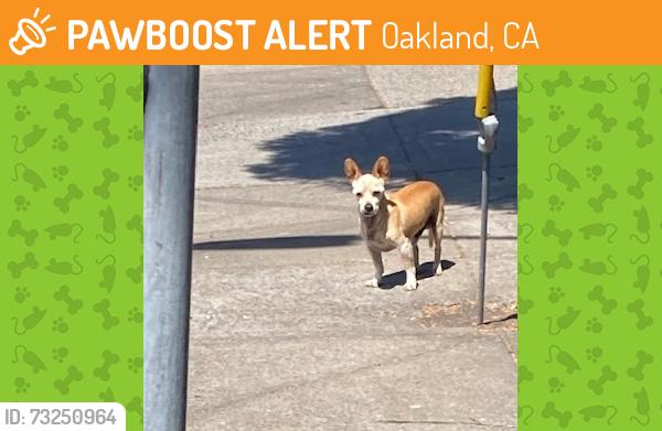 Found/Stray Male Dog last seen Bienati Way between Fruitvale Ave. and Dimond Ave., Oakland, CA 94602