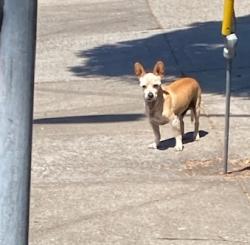 Found/Stray Male Dog last seen Bienati Way between Fruitvale Ave. and Dimond Ave., Oakland, CA 94602