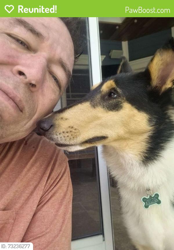 Reunited Female Dog last seen edgewater & oak, Orlando, FL 32804