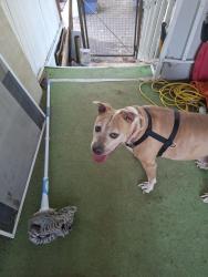 Reunited Female Dog last seen Middle fork, Sun Valley, NV 89433