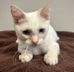Shelter Stray Male Cat last seen Near Via Piedras, SAN LORENZO, CA, 94580, 8323 Baldwin St, Oakland, CA 94621, USA