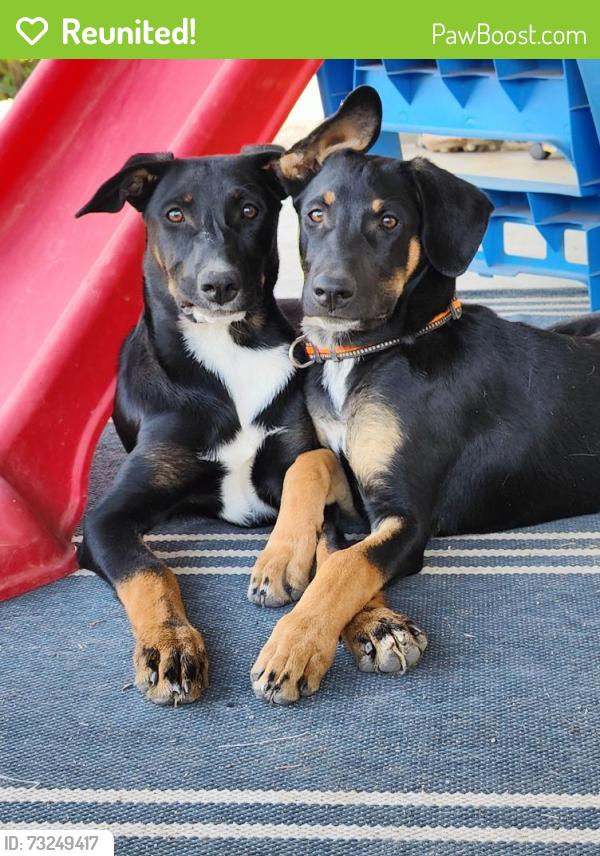 Reunited Female Dog last seen Redlands ave, Hesperia, CA 92345