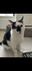 Lost Female Cat last seen Bowen Cooke Avenue Perton, Perton, England WV6 7YG
