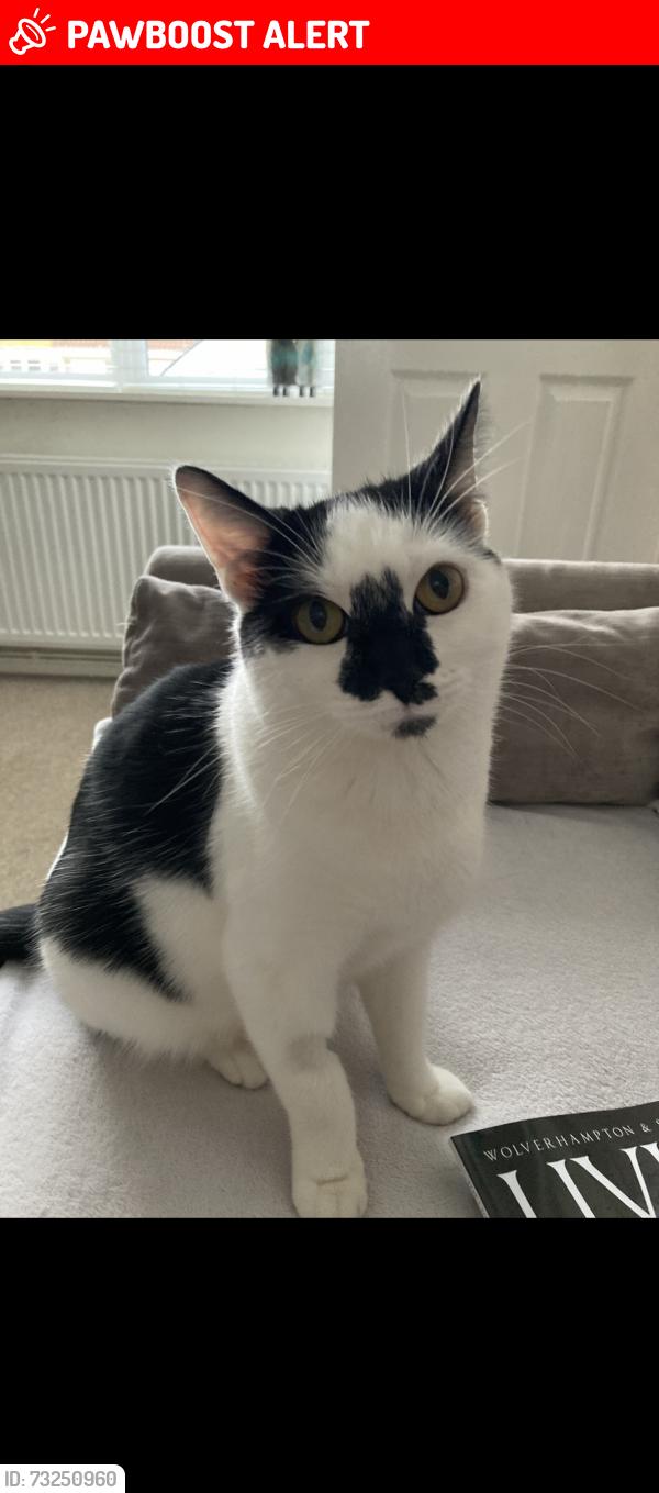 Lost Female Cat last seen Bowen Cooke Avenue Perton, Perton, England WV6 7YG