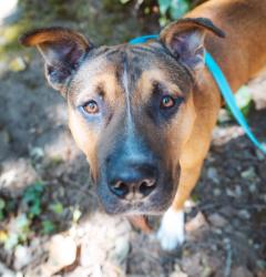 Shelter Stray Male Dog last seen Marine drive and I-205, OR, 1700 W Historic Columbia River Hwy, Troutdale, OR 97060, USA