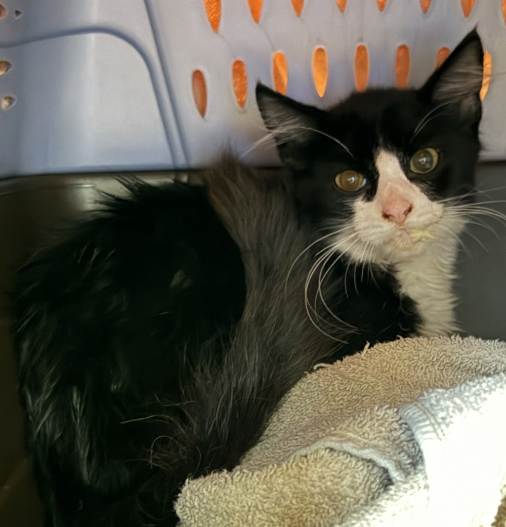 Shelter Stray Male Cat last seen Near San Felipe Street, San Diego, CA, 92114, 5500 Gaines St, San Diego, CA 92110, USA