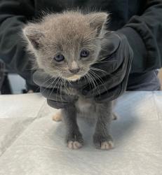 Shelter Stray Male Cat last seen Near Cordova Street, San Diego, CA, 92107, 5500 Gaines St, San Diego, CA 92110, USA
