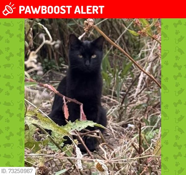 Lost Male Cat last seen A47 towards Leicester and Uppingham, Belton In Rutland, England LE15 9JY