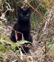 Lost Male Cat last seen A47 towards Leicester and Uppingham, Belton In Rutland, England LE15 9JY