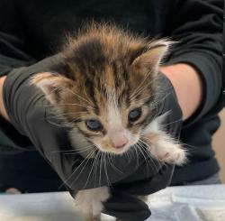 Shelter Stray Female Cat last seen Near Eta Street, San Diego, CA, 92121, 5500 Gaines St, San Diego, CA 92110, USA