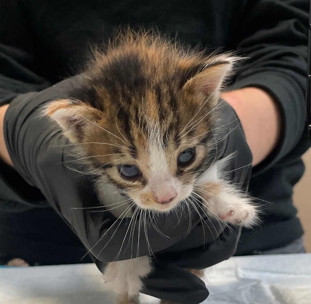 Shelter Stray Female Cat last seen Near Eta Street, San Diego, CA, 92121, 5500 Gaines St, San Diego, CA 92110, USA