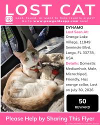 Reunited Male Cat last seen Aldi on seminole, Seminole, FL 33776