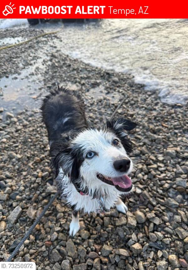 Lost Female Dog last seen Near S Mill Ave Tempe, AZ 85282 United States, Tempe, AZ 85282