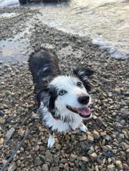 Lost Female Dog last seen Near S Mill Ave Tempe, AZ 85282 United States, Tempe, AZ 85282