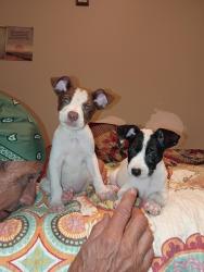 Lost Male Dog last seen Hillcrest ave pine Forest rd, Bellview, FL 32526