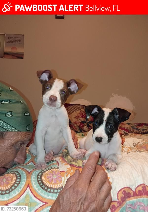 Lost Male Dog last seen Hillcrest ave pine Forest rd, Bellview, FL 32526