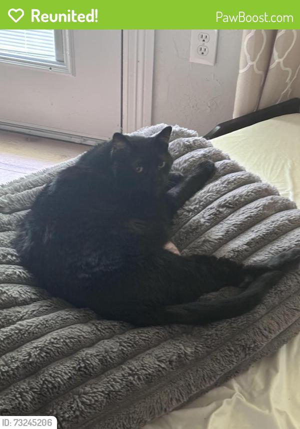 Reunited Male Cat last seen Spring Creek and Pleasant Valley, Plano, TX 75023