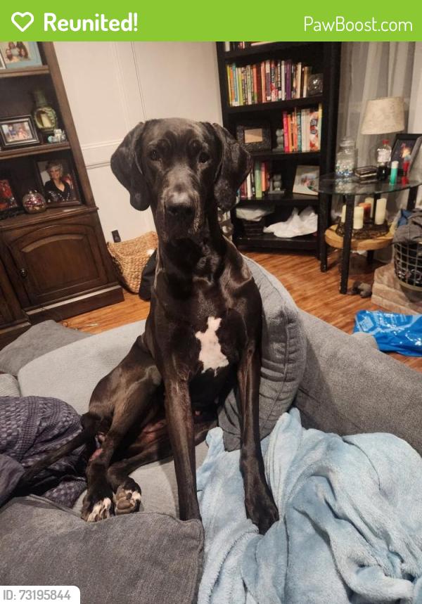 Reunited Female Dog last seen Bunton St & Robertson St, Bunton St & Cetti St, Houston, TX 77009