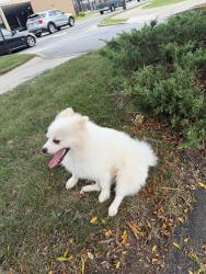 Reunited Male Dog last seen Near Main Street, Norwalk, Norwalk, CT 06851