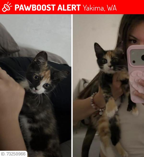 Lost Female Cat last seen Dollar tree, Yakima, WA 98901