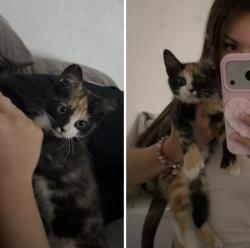 Lost Female Cat last seen Dollar tree, Yakima, WA 98901