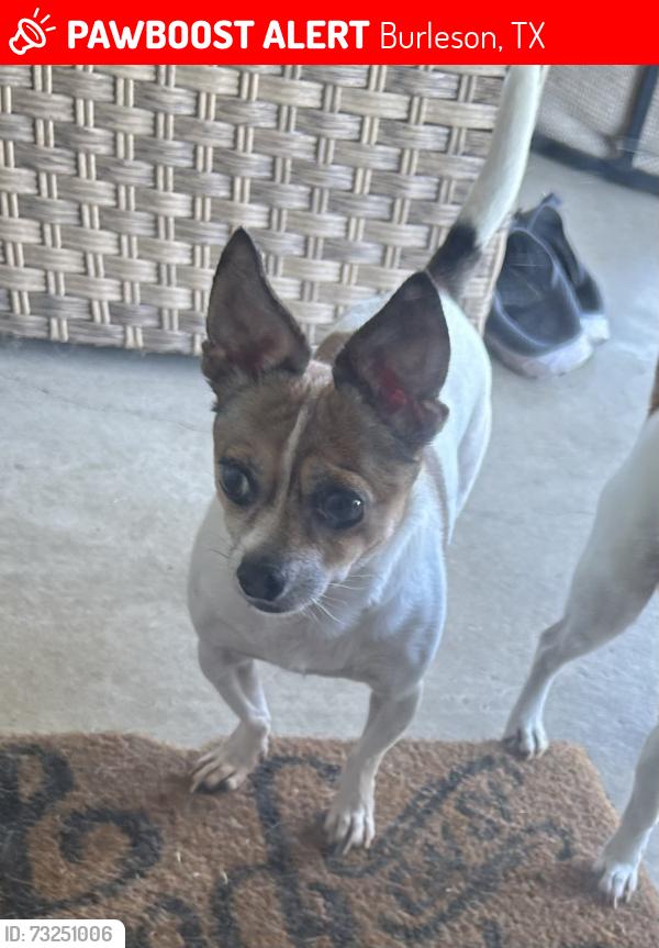 Lost Female Dog last seen Near Delaware St. near Mormon temple in Shannon creek., Burleson, TX 76028
