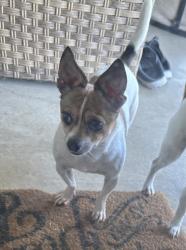 Lost Female Dog last seen Near Delaware St. near Mormon temple in Shannon creek., Burleson, TX 76028