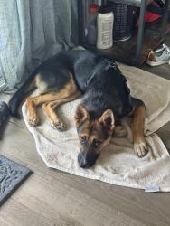 Reunited Male Dog last seen N 40th St & E Yukon St, Tampa, FL 33610
