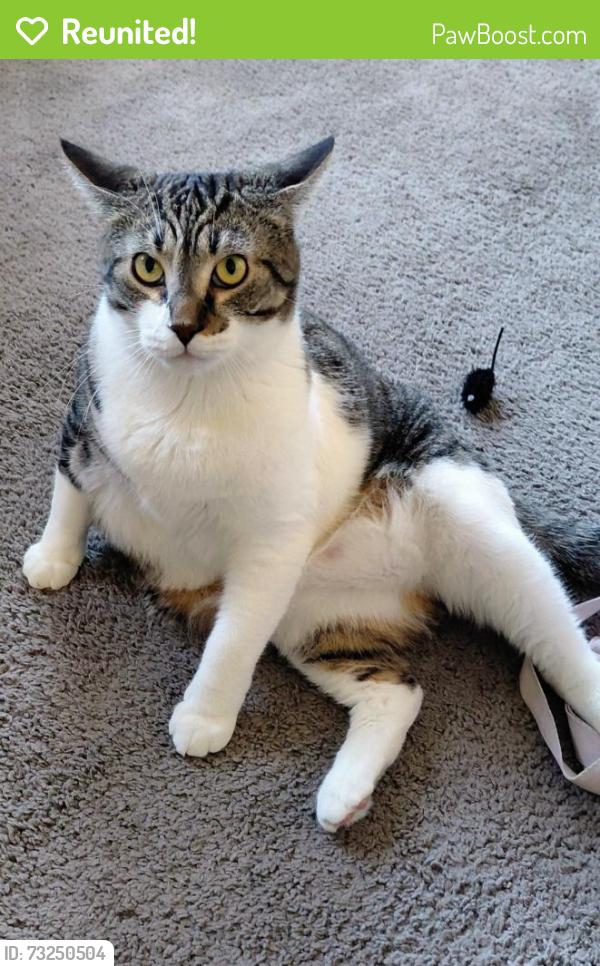 Reunited Male Cat last seen Route 19 Hamlin Terrace Drive, Hamlin, NY 14464
