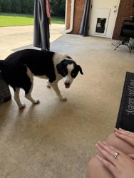 Found/Stray Male Dog last seen Silver lake road, Pinson, AL 35126