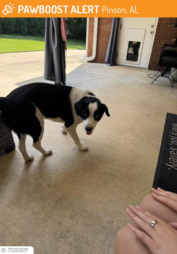 Found/Stray Male Dog last seen Silver lake road, Pinson, AL 35126