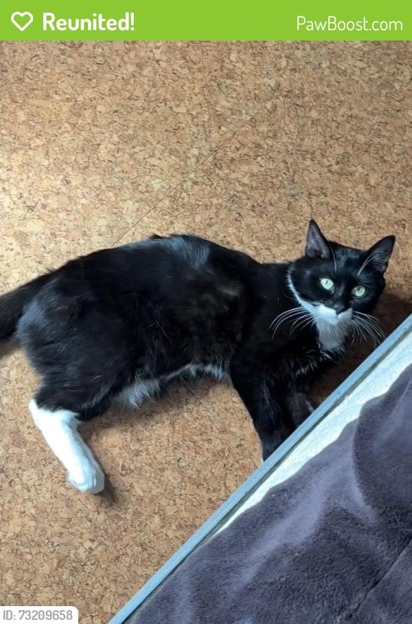 Reunited Male Cat last seen Dover Street, Providence RI, Providence, RI 02908