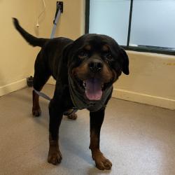 Shelter Stray Male Dog last seen , 361 S Raymond Ave, Pasadena, CA 91105, USA