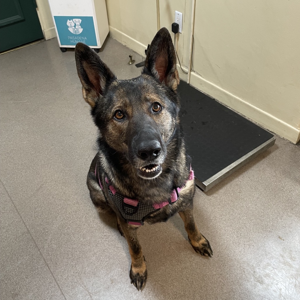 Shelter Stray Female Dog last seen , 361 S Raymond Ave, Pasadena, CA 91105, USA