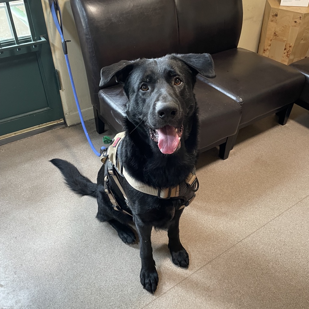 Shelter Stray Male Dog last seen , 361 S Raymond Ave, Pasadena, CA 91105, USA