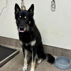 Shelter Stray Male Dog last seen , 361 S Raymond Ave, Pasadena, CA 91105, USA