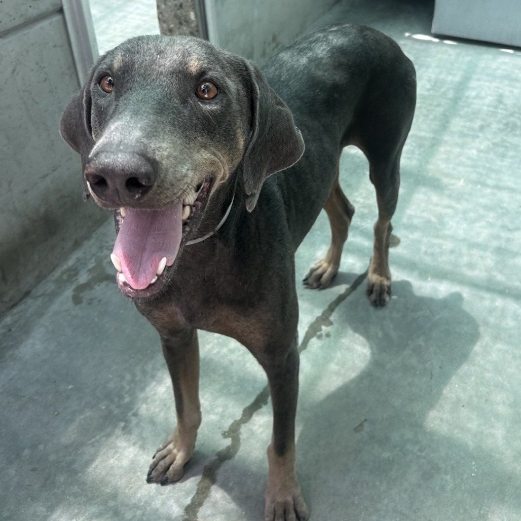 Shelter Stray Male Dog last seen , 361 S Raymond Ave, Pasadena, CA 91105, USA