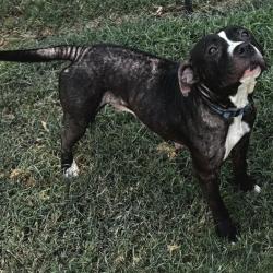Shelter Stray Female Dog last seen , 2951 S 1st St, Cabot, AR 72023, USA
