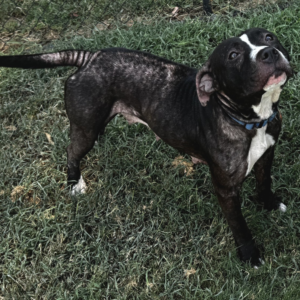 Shelter Stray Female Dog last seen , 2951 S 1st St, Cabot, AR 72023, USA