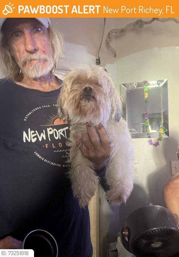 Found/Stray Female Dog last seen Seven springs, New Port Richey, FL 34655