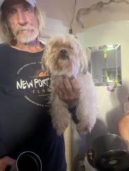 Found/Stray Female Dog last seen Seven springs, New Port Richey, FL 34655