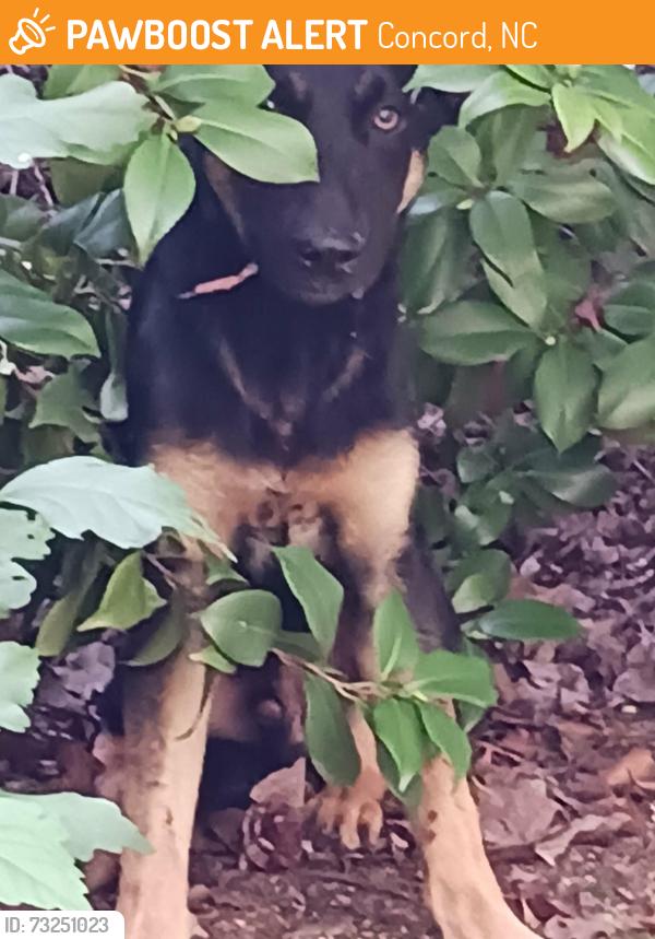 Found/Stray Male Dog last seen Groff ave, Concord, NC 28027