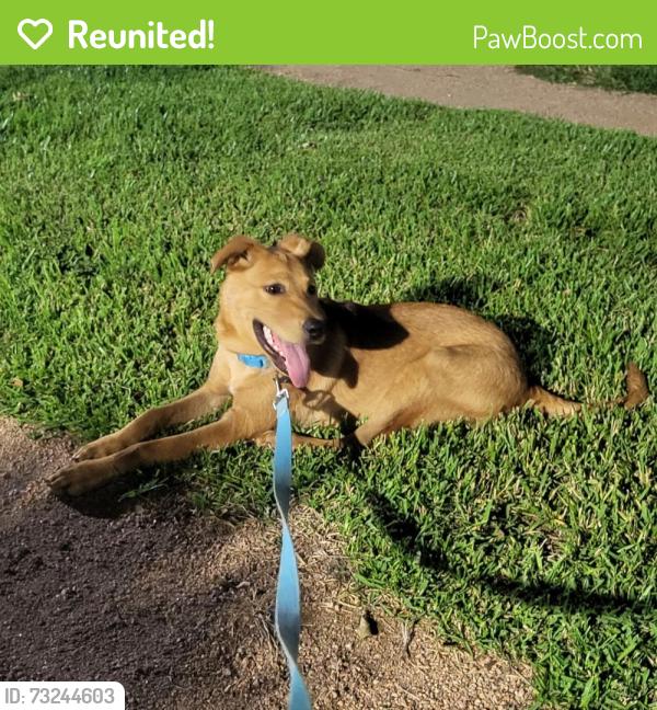 Reunited Male Dog last seen Cypress Station and Wells Fargo Dr, Houston, TX 77090