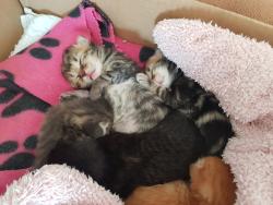 Reunited Female Cat last seen Solihull, Greater London, England HA8 6RT