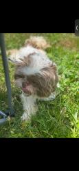 Reunited Female Dog last seen At home near calvin, Huntingdon, PA 16652
