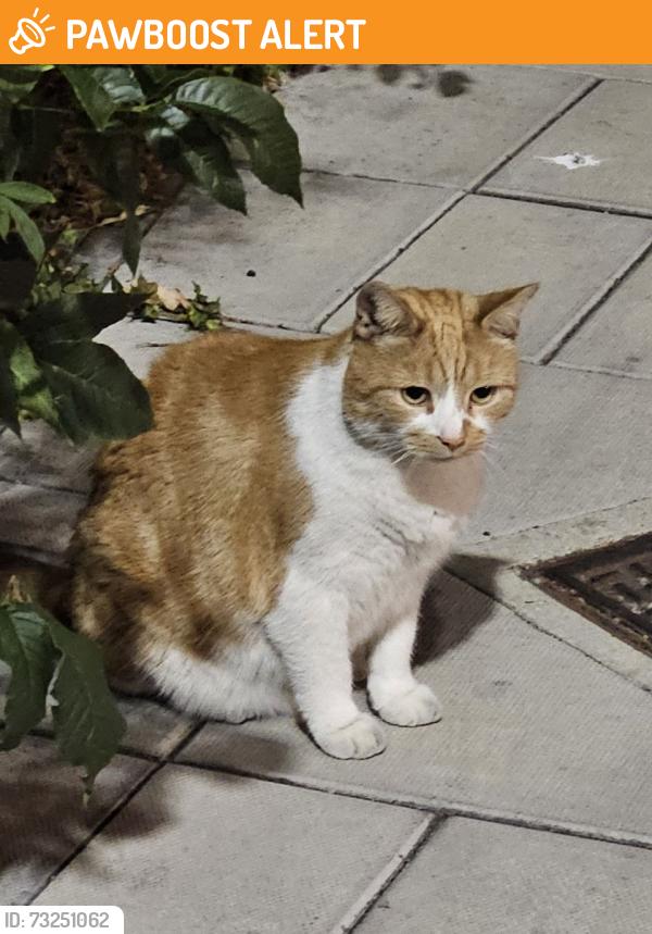 Found/Stray Unknown Cat last seen Billboard on Manor Circus, Greater London, England 