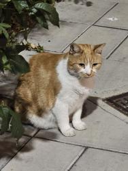 Found/Stray Unknown Cat last seen Billboard on Manor Circus, Greater London, England 