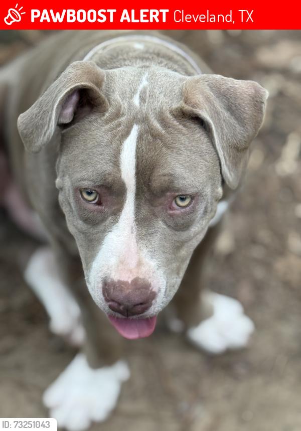 Lost Female Dog last seen Hwy 146 N, Cleveland, TX 77327
